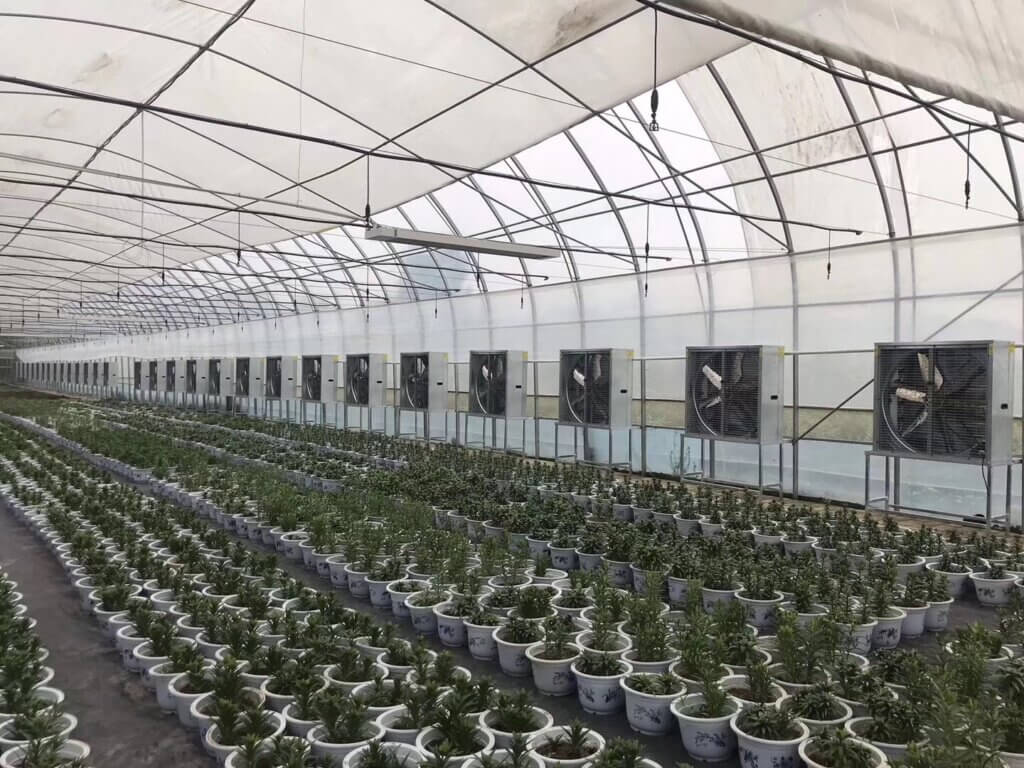 China Shandong Agricultural Greenhouse Ventilation Solution